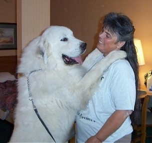 A happy Great Pyrenees has its front paws on the shoulders of a lady in a white shirt. The dog's tongue is hanging out.