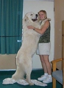 A Great Pyrenees is standing on its hind legs and its front paws are on the shoulders of a lady in a green shirt. The dog is almost as tall as the lady.