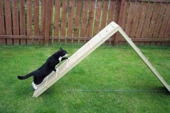 A black with white cat is climbing an agility ladder in a grassy yard.