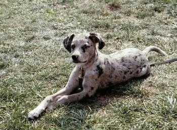 Dakota Catahoula Leopard Dog as a puppy is laying outside in grass