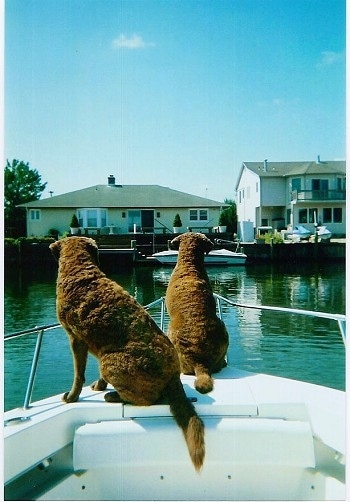 Molly and Daisy the Chesapeake Bay Retrievers are standing at the front of a boat that is on the water