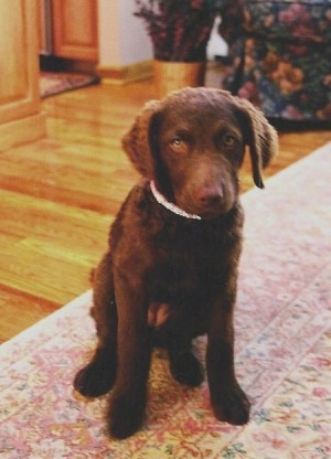 Molly the  Chesapeake Bay Retriever puppy is sitting on a rug and looking at the camera holder with a nice hardwood floor behind hers