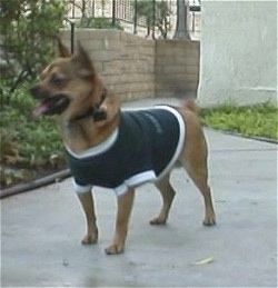 Front side view - A brown Chihuahua mix breed dog is wearing a blue and white coat standing on a sidewalk in front of a brick wall and a white building looking to the left. Its mouth is open and its tongue is out.