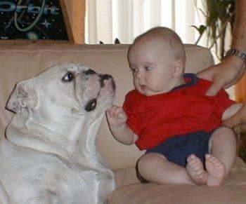 A white Bulldog is laying on a couch next to an infant boy in a red with blue shirt.