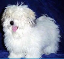 A Coton De Tulear is standing on a blue blanket with its eyes covered with its white coat and its tongue is out