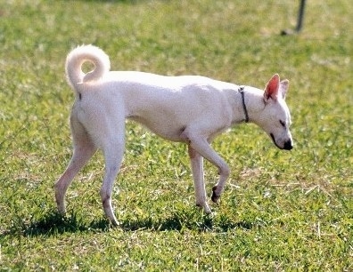 A Cretan Hound is trotting across a field sniffing the grass