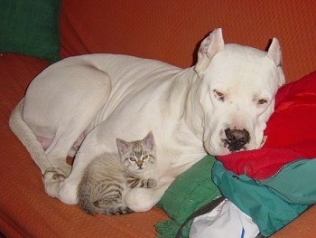 Boludo the Dogo Argentino is laying on a red couch and Farouk the tiny kitten is laying curled up with the dog