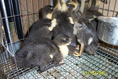 Close up - A group of Ducklings are standing in the corner of a wire cage looking out of the back. There is one that is laying behind the rest and looking to the right.