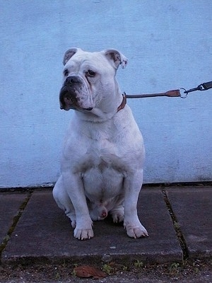 Monty the white Dorset Olde Tyme Bulldogge is sitting on a sidewalk in front of a white wall while on a leash.
