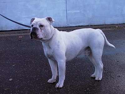 Monty the white Dorset Olde Tyme Bulldogge is standing in a wet parking lot