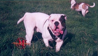 Mastini's Buster the white Dorset Olde Tyme Bulldogge is running across a lawn. He has a black patch over one of his eyes. There is another white, brown brindle Dorset Olde Tyme Bulldogge in the background