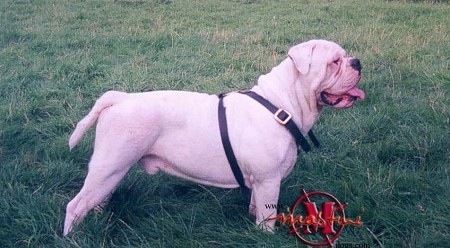 Right Profile - Mastini's Buster the white Dorset Olde Tyme Bulldogge is posing outside in grass. Its mouth is open and tongue is out