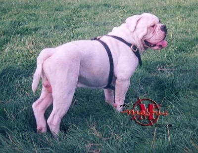 Mastini's Buster the Dorset Olde Tyme Bulldogge is standing outside in a field and looking to the right while wearing a black harness. Its mouth is open and its tongue is out