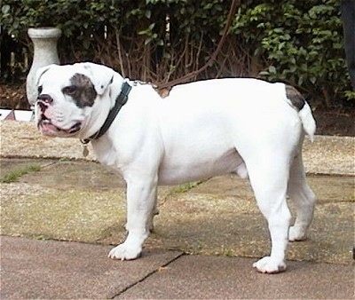 Harvey the white with brown brindle patched Dorset Olde Tyme Bulldogge is standing on a stone walkway and there is a line of bushes behind him