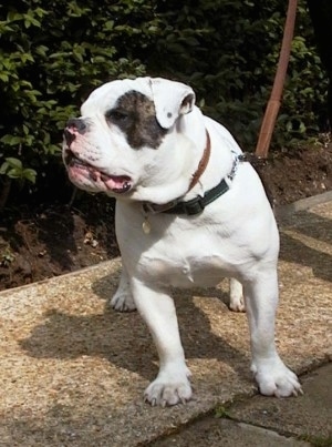 Harvey the white with brown brindle patched Dorset Olde Tyme Bulldogge is standing on a sidewalk in front of a line of bushes