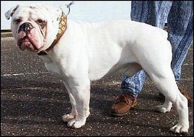Mastini's Lord Horatio Nelson the white Dorset Olde Tyme Bulldogge is wearing a thick collar and standing in a parking lot and there is a person behind him