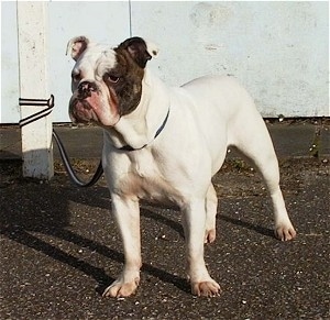 Izzy the whhite Dorset Olde Tyme Bulldogge is leashed to a white pole and standing in front of a blue wall. He has a brown brindle patch over one if his eyes and on his ear.