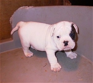 Buster the white Dorset Olde Tyme Bulldogge puppy is standing in the corner of the plastic tub. He is white with a brow patch over one of his eyes.