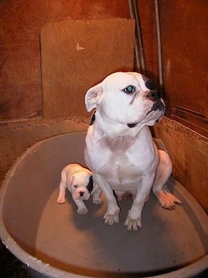 Harley the Dorset Olde Tyme Bulldogge is sitting in a round plastic tub next to Buster the Dorset Olde Tyme Bulldogge puppy