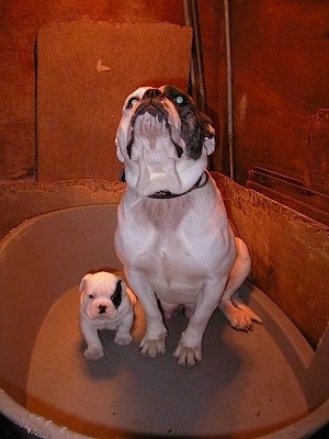Harley the Dorset Olde Tyme Bulldogge is sitting in a plastic tub and her head is high in the air. Buster the Dorset Olde Tyme Bulldogge puppy is sitting next to her. They are both white with a brown patch over one of their eyes.