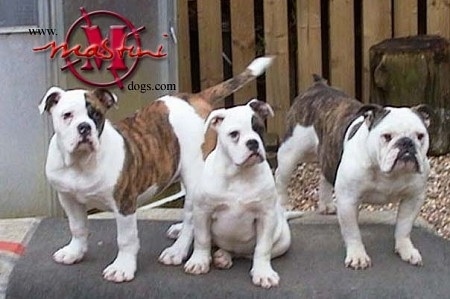 Three Dorset Olde Tyme Bulldogge puppies are standing and sitting outside on a gray platform and looking forward. There is a wooden fence and tree stump behind them. They are all white with brown brindle.