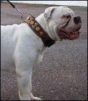 Close Up - Mastini's Lord Horatio Nelson the white Dorset Olde Tyme Bulldogge is wearing a thick leather collar while on a leash and standing outside in a parking lot