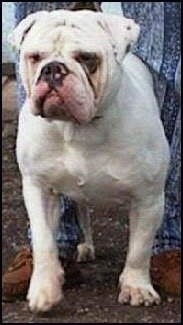 Mastini's Lord Horatio Nelson the Dorset Olde Tyme Bulldogge is standing outside in dirt and there is a person behind him