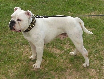 Monty the white Dorset Olde Tyme Bulldogge is standing outside in grass.