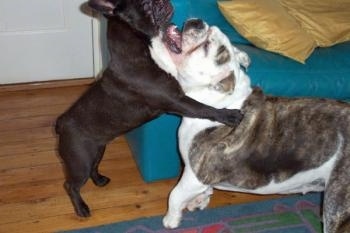 A black French Bulldog is jumped up with its front paws wrapped around the body of a grey brindle and white Bulldog in a living room in front of a teal-blue couch that has yellows pillows on it.