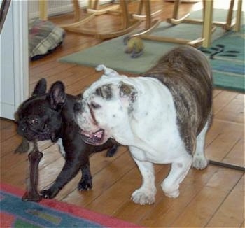 A black French Bulldog has a toy in its mouth and a grey brindle and white Bulldog is following it to take that toy. They are inside of a house walking on a hardwood floor.