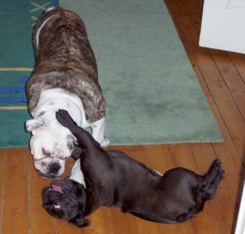 A black French Bulldog is on its side belly-up pushing away the grey brindle and white Bulldog that is coming towards it