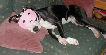 A black and white Pit Bull sleeping on a green couch with its head on a maroon pillow wearing a pig mask