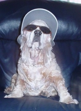 Shabbarank the white cream Cocker Spaniel is sitting on a black leather couch with a hat on and sunglasses