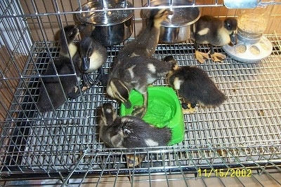 Seven ducklings eating food and drinking water from a green bowl and silver pans
