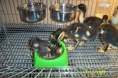 A duckling is sitting in a green pool. Two ducklings are drinking out of the green pool. There are more ducks behind it.