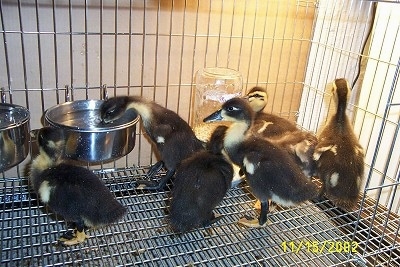 A duckling is drinking water out of a metal bowl. A couple of the ducklings are standing under a heat lamp.