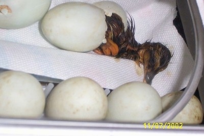 Close up - A wet baby duck is hatching out of an egg with unhatched eggs all around it.
