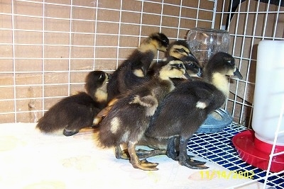 A group of ducklings are standing on a paper towel and they are looking at a feeder and water dispenser.