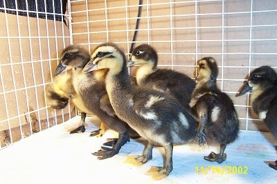 A group of ducklings are standing on a paper towel and they are looking to the left.