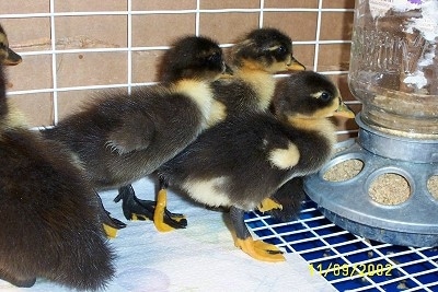 A group of three Ducklings are standing in front of a feed dispenser.