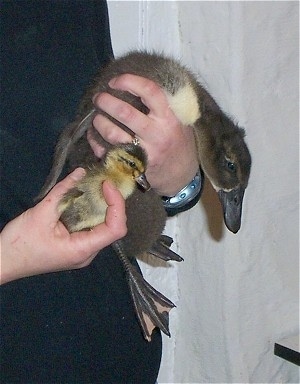 A person is holding ducklings in each of there hands. In the left hand is a small duckling and in her right hand it is a bigger duckling. The small duckling is about the same size as the larger ducklings leg