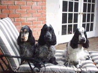 Poppy, Jake and Kelly the English Cocker Spaniels are sitting in a lounge chair on a porch in front of a brick house.