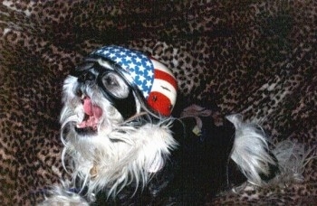 A white and black toy dog is laying on a cheetah print blanket wearing an American flag helmet, goggles and a black jacket. Its mouth is open.