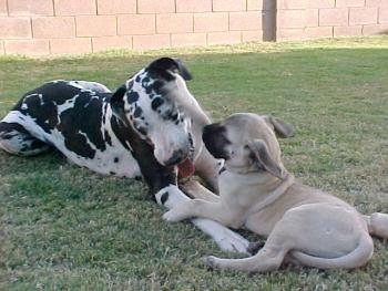 A harlequin Great Dane is laying in a yard in front of a Mastiff puppy who is throwing a paw at it.