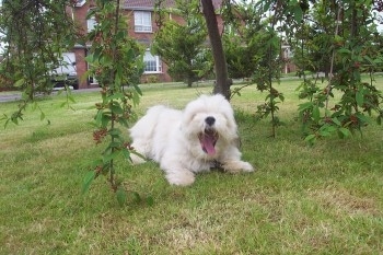 A white Lhasa Apso is laying under a tree yawning. There is a large brick house behind it.