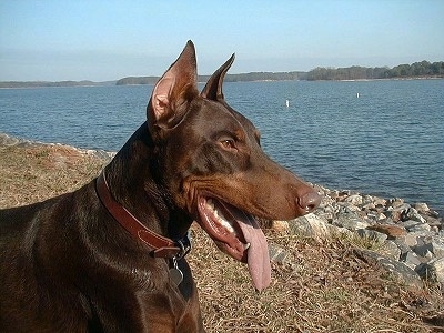 A panting red Warlock Doberman is laying on a grassy bank next to a large body of water. 