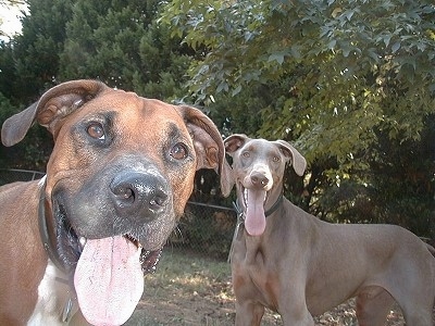 A brown with white Boxerman dog is standing in front of a Doberman dog. They both are panting. There are trees behind them.