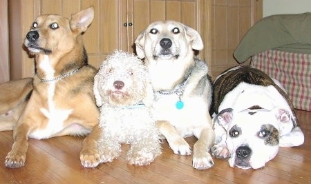 Four dogs lined-up in a row on a hardwood floor - A tan with black and white dog, a curly white poodle mix dog, a tan and black with white dog and a white with brown brindle Pit Bull dog.