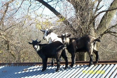 Three goats are standing on the tin roof of an old springhouse and they are looking forward.