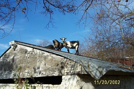Three Goats are on top of a tin roof of an old stone springhouse. Two are looking over the edge and one is looking to the right.